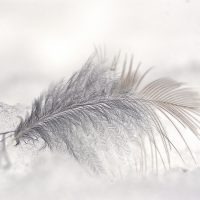 feather, ice, snow-6184325.jpg